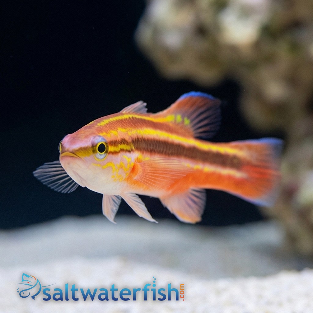 Rainbow Basslet