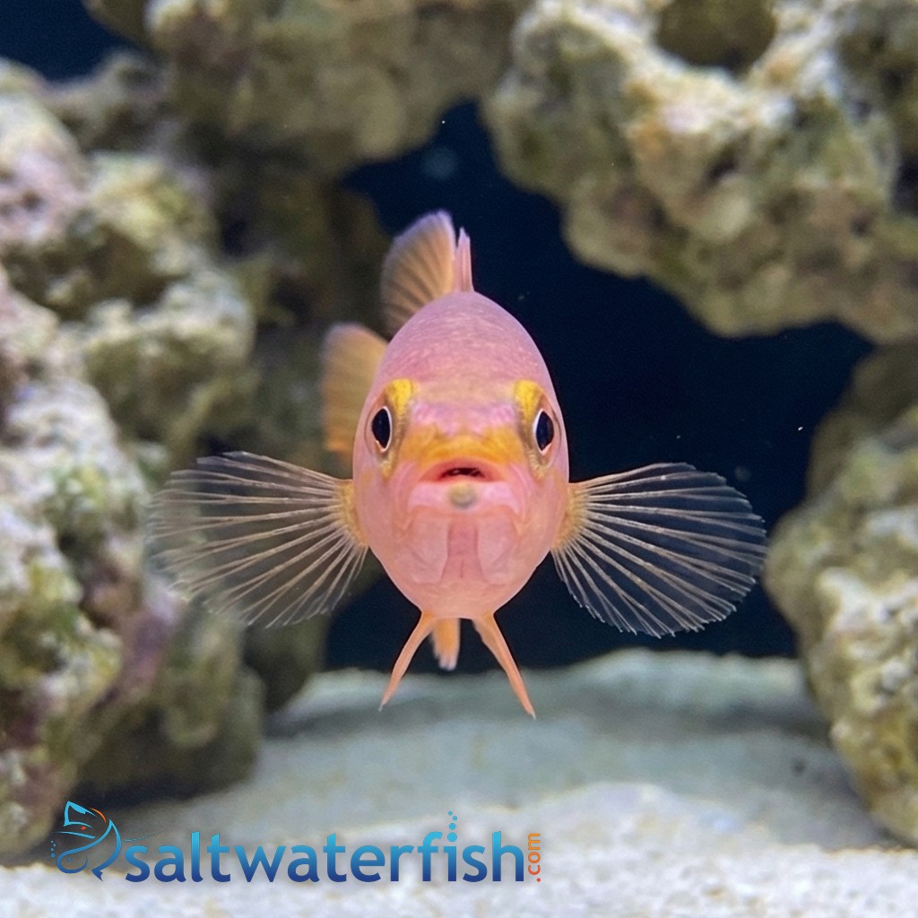Yellowtail Reef Basslet