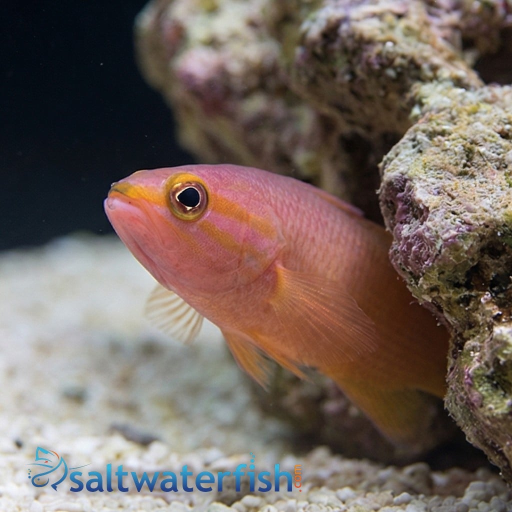 Yellowtail Reef Basslet