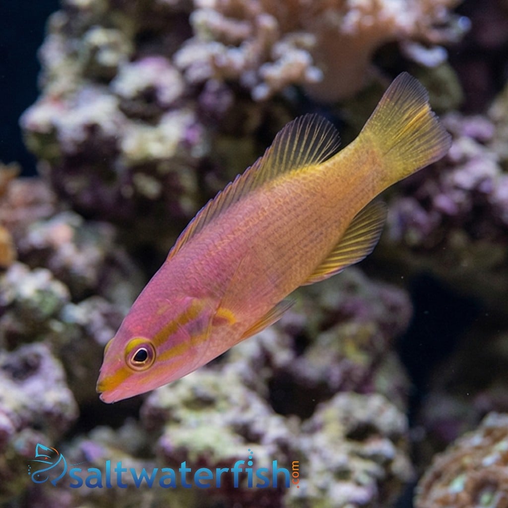 Yellowtail Reef Basslet