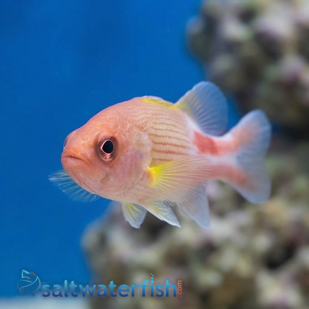 Manyline Perch