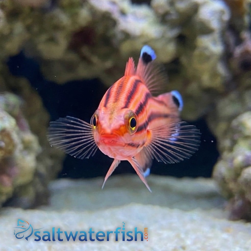 Swissguard Basslet - Atlantic