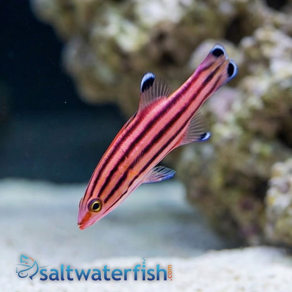 Swissguard Basslet - Atlantic