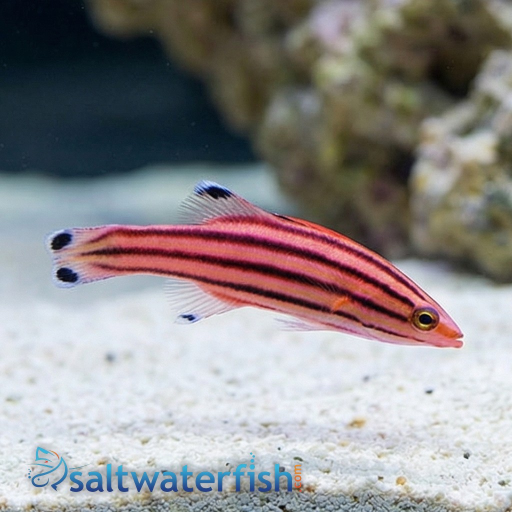 Swissguard Basslet - Atlantic