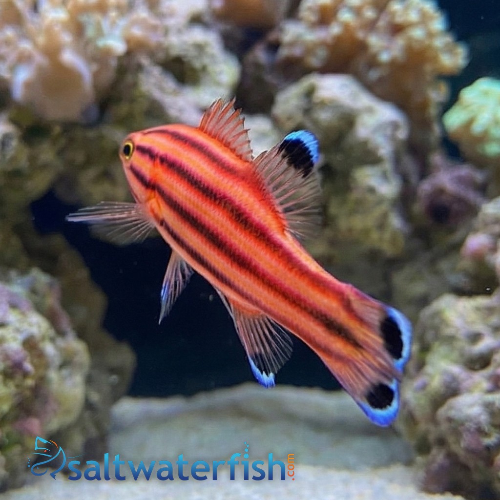 Swissguard Basslet - Atlantic