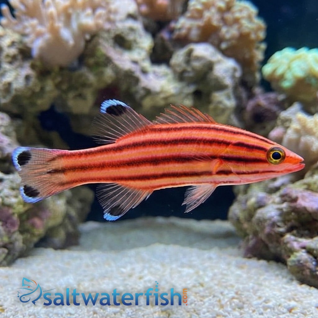 Swissguard Basslet - Atlantic