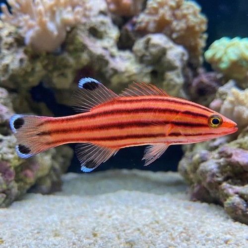 Swissguard Basslet - Atlantic