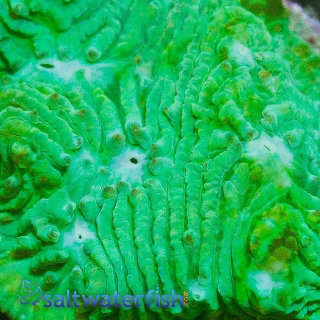 Chalice Plate Coral Lithophyllon : Green W/ Blue Eye - Australia