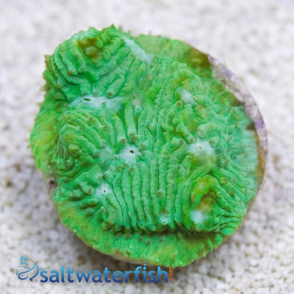 Chalice Plate Coral Lithophyllon : Green W/ Blue Eye - Australia