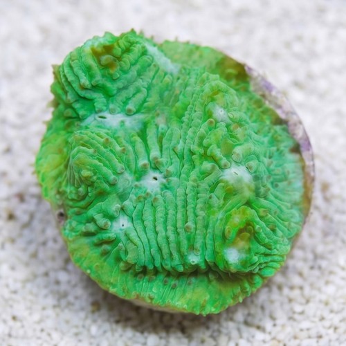 Chalice Plate Coral Lithophyllon : Green W/ Blue Eye - Australia