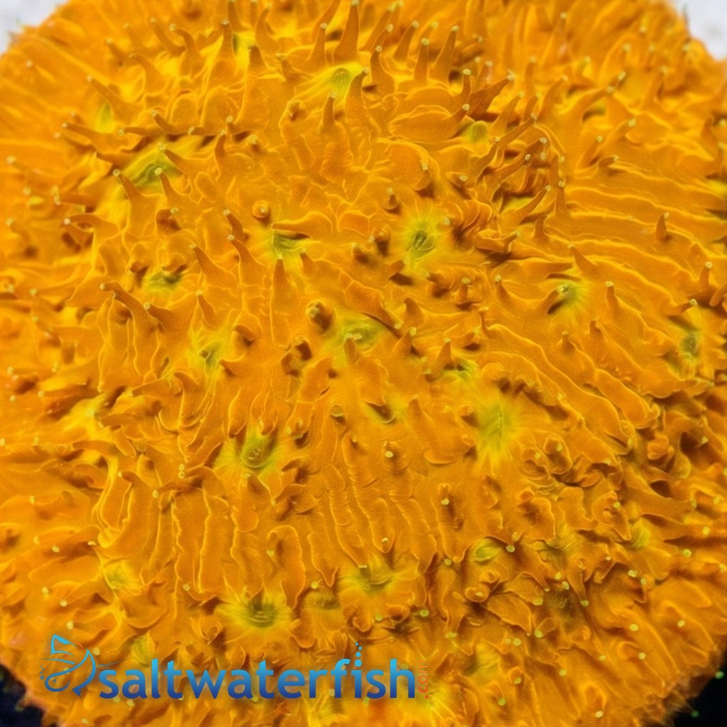 Chalice Plate Coral Lithophyllon : C3PO - Aquacultured