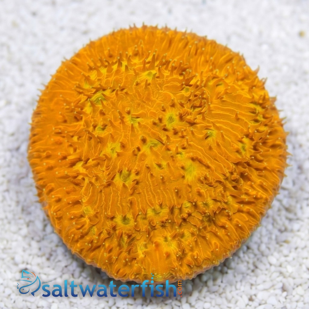 Chalice Plate Coral Lithophyllon : C3PO - Aquacultured