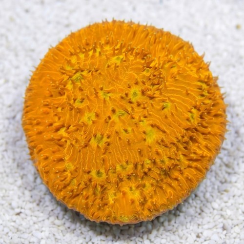 Chalice Plate Coral Lithophyllon : C3PO - Aquacultured
