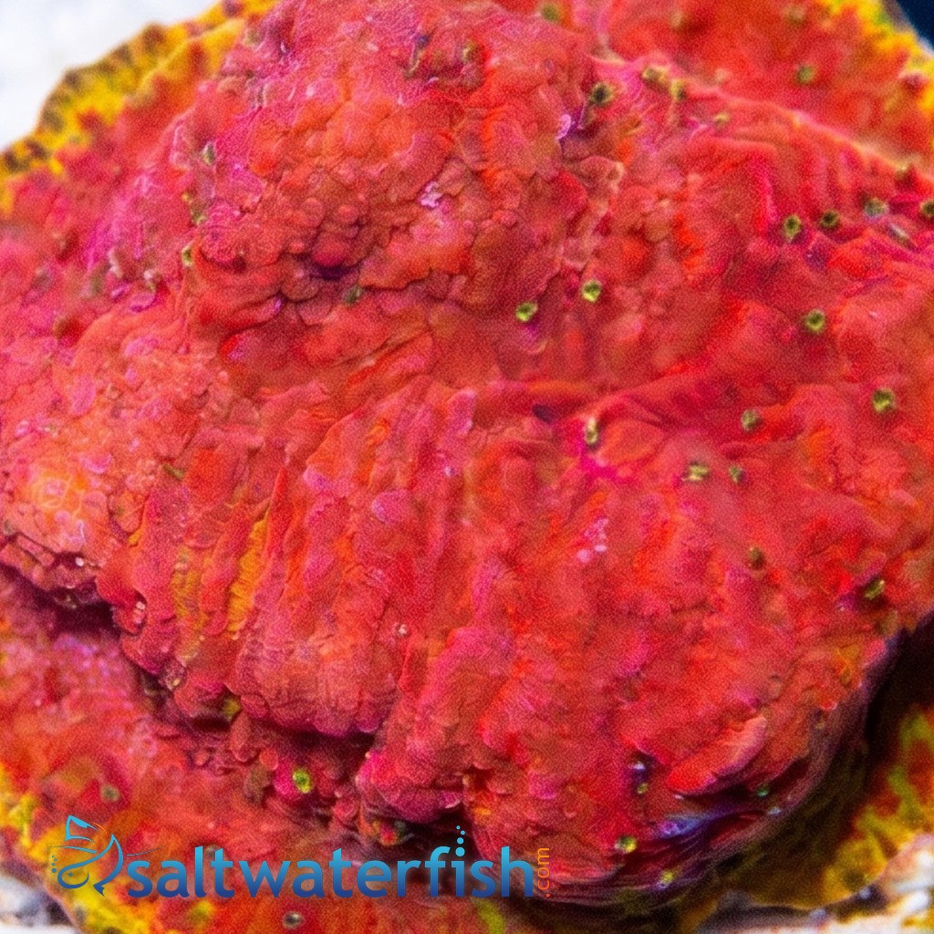 Chalice Plate Coral Lithophyllon : Immolation - Aquacultured