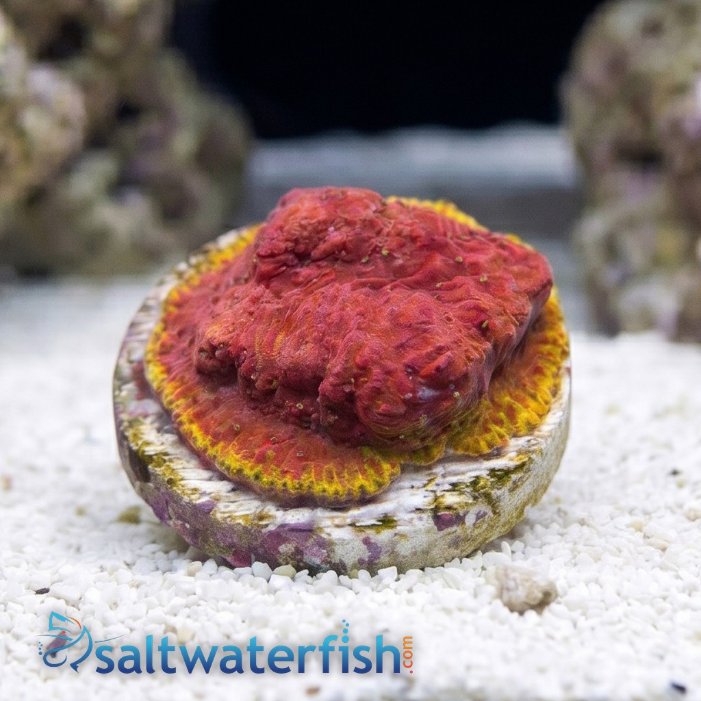 Chalice Plate Coral Lithophyllon : Immolation - Aquacultured