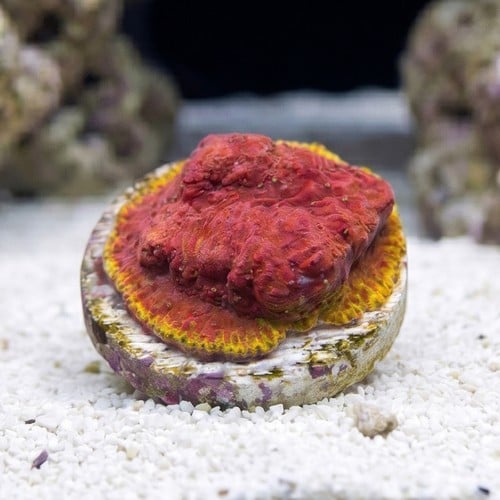 Chalice Plate Coral Lithophyllon : Immolation - Aquacultured