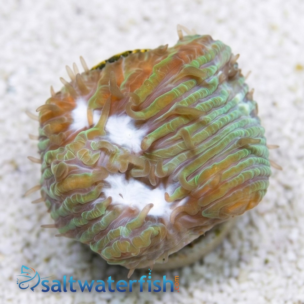 Chalice Plate Coral Lithophyllon : Ice Sheet - Aquacultured