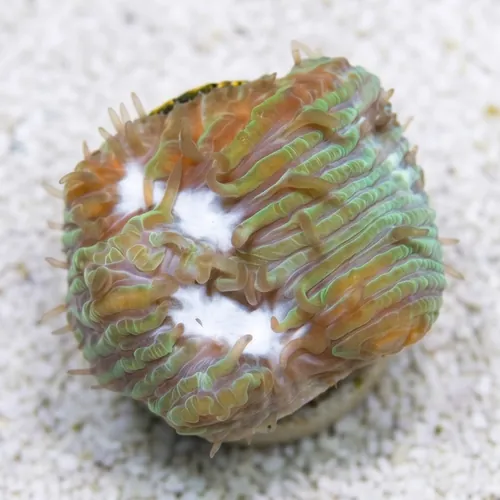 Chalice Plate Coral Lithophyllon : Ice Sheet - Aquacultured