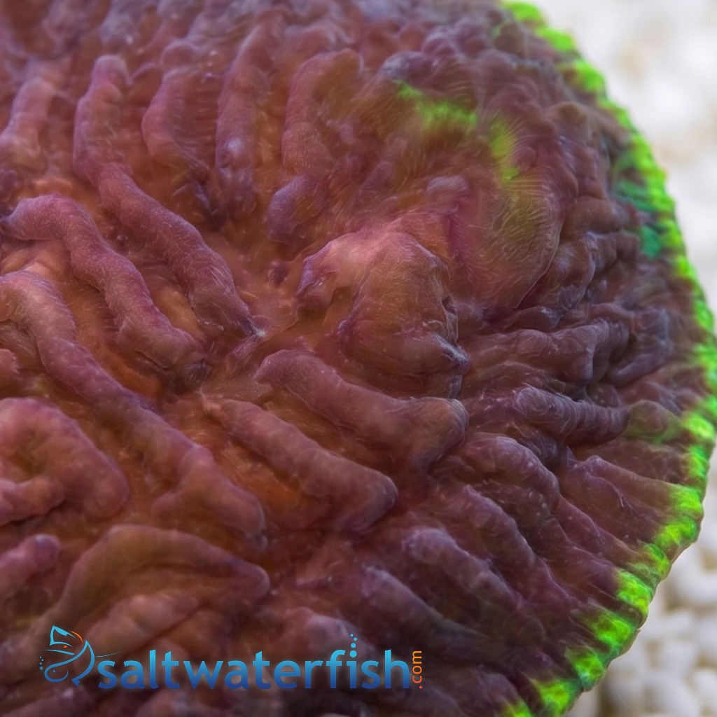 Chalice Plate Coral Lithophyllon : Hightide - Aquacultured