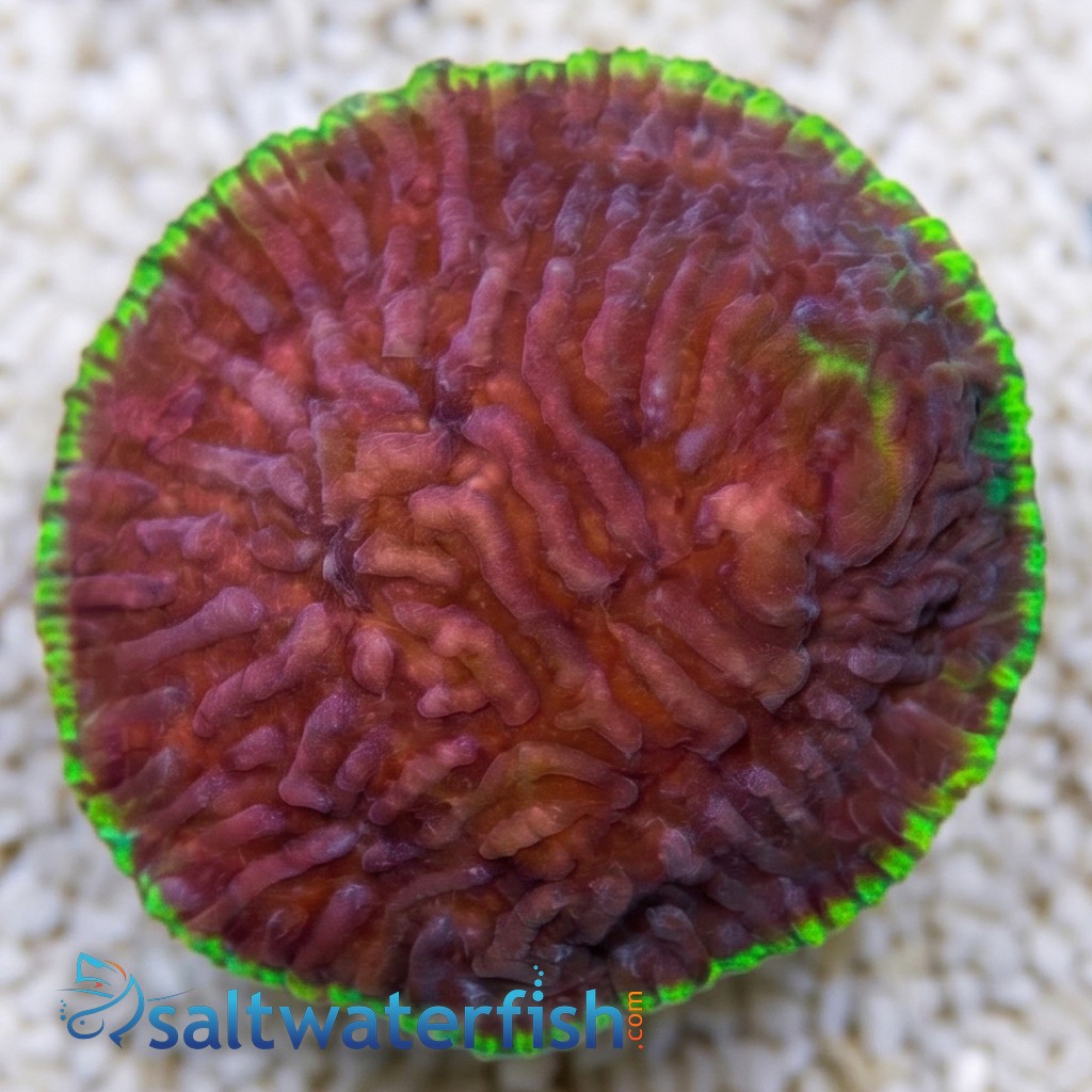 Chalice Plate Coral Lithophyllon : Hightide - Aquacultured