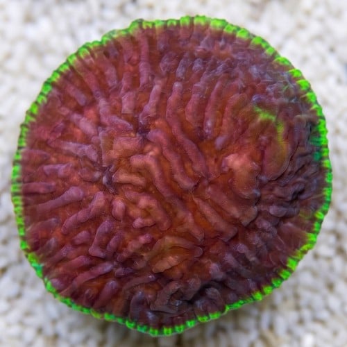 Chalice Plate Coral Lithophyllon : Hightide - Aquacultured
