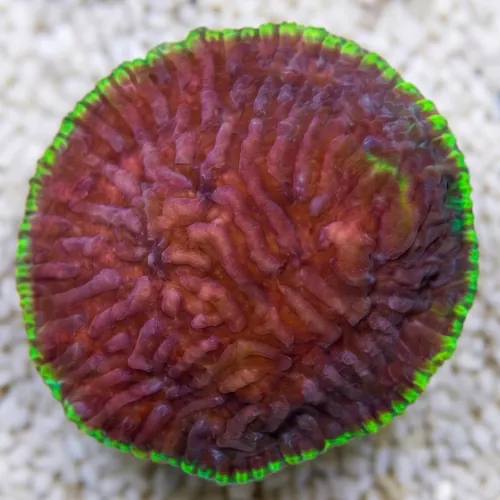 Chalice Plate Coral Lithophyllon : Hightide - Aquacultured