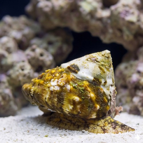 Top Crown Snail - East Pacific