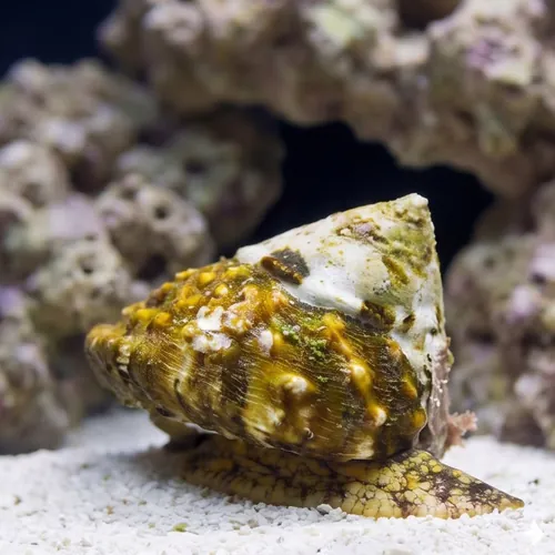 Top Crown Snail - East Pacific