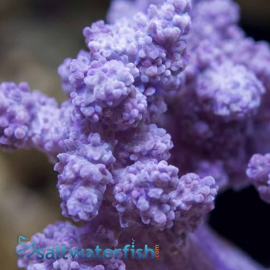 Litophyton Coral