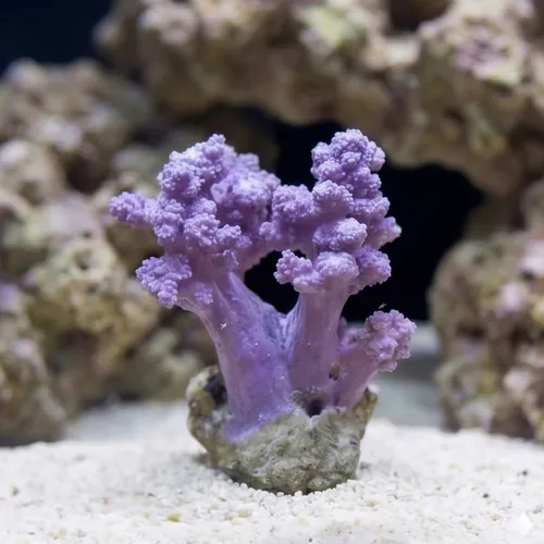 Litophyton Coral
