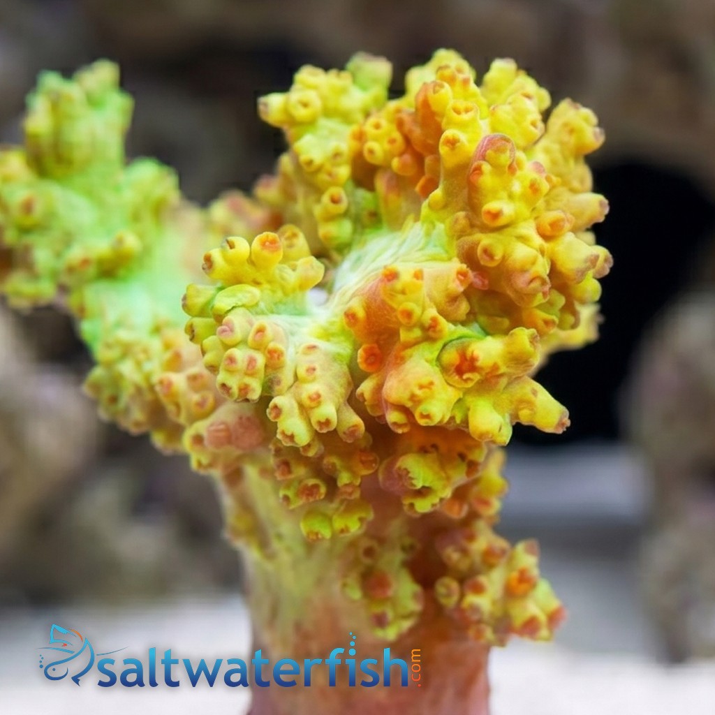 Soft Coral Tree Mini : Yellow - Indo Pacific
