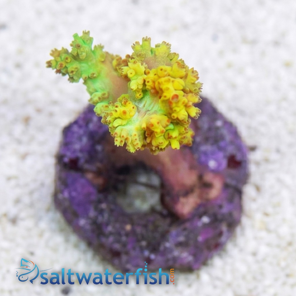 Soft Coral Tree Mini : Yellow - Indo Pacific
