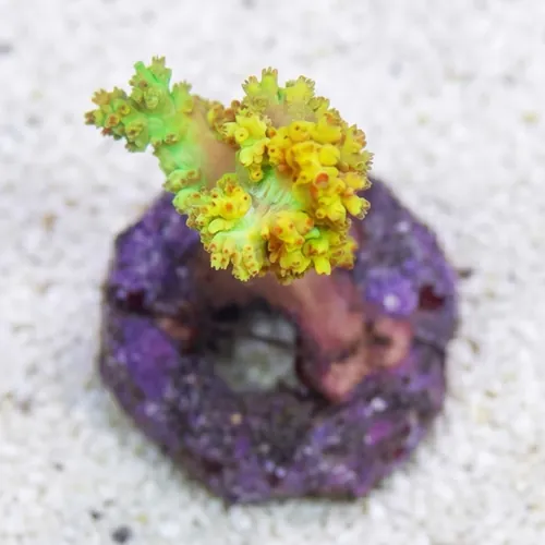 Soft Coral Tree Mini : Yellow - Indo Pacific