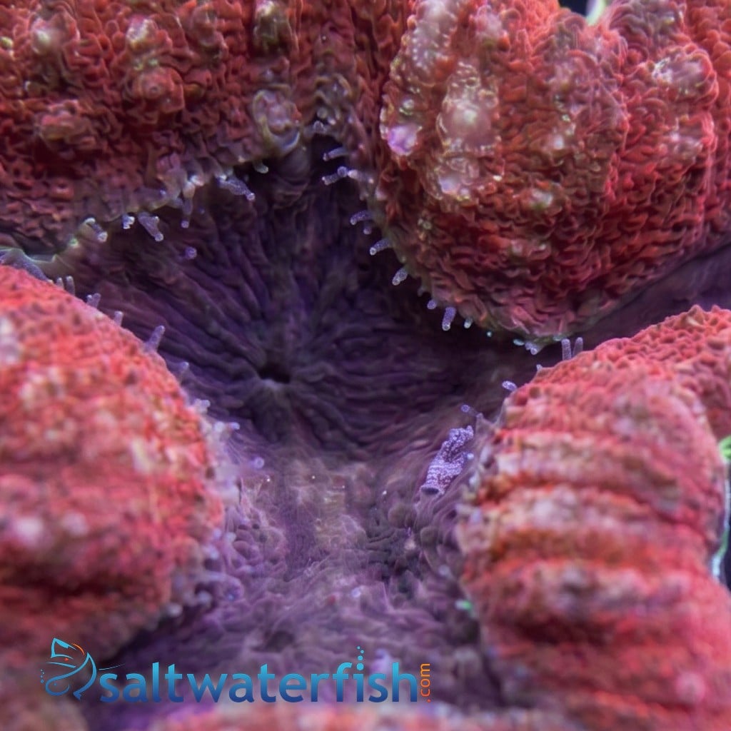Lobophyllia Brain Coral: Red and Purple
