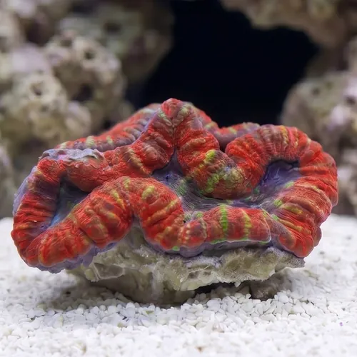 Lobophyllia Brain Coral: Red and Purple