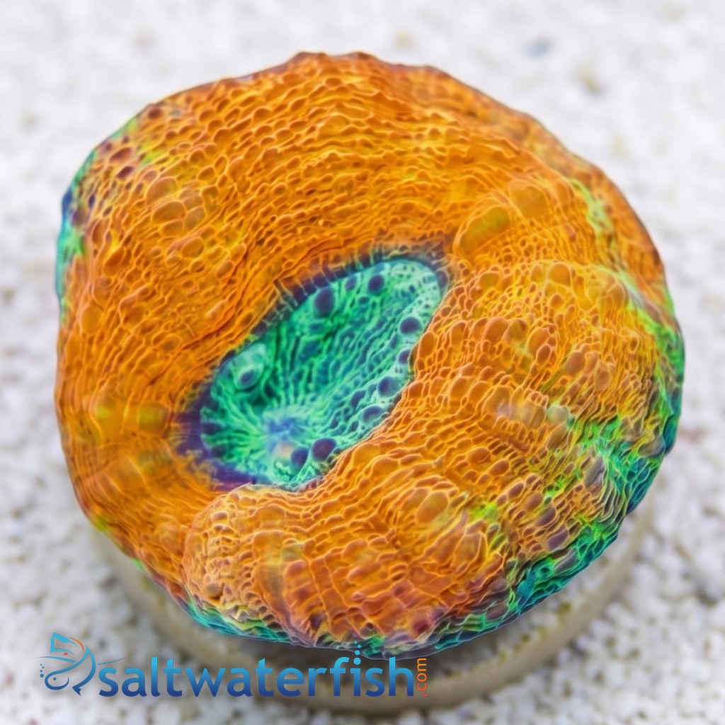 Lobophyllia Brain Coral: Orange Rim w/ Green Center