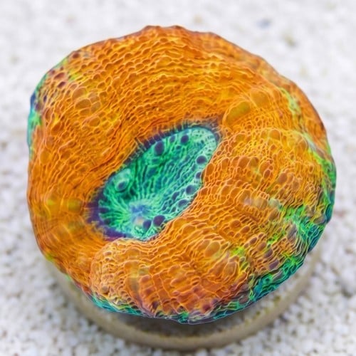 Lobophyllia Brain Coral: Orange Rim w/ Green Center