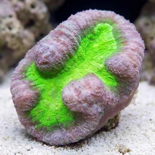 Lobophyllia Brain Coral: Green and Purple - Aquacultured