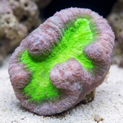 Lobophyllia Brain Coral: Green and Purple - Aquacultured
