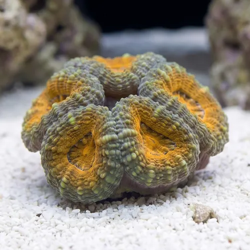 Brain Pachysepta Green with Orange Mouth - Lps - Coral