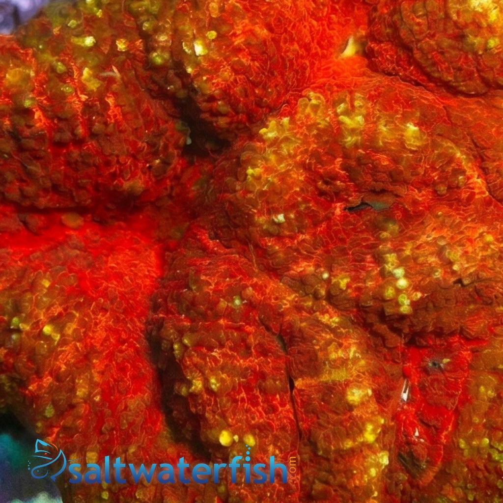 Lobophyllia Brain: Red