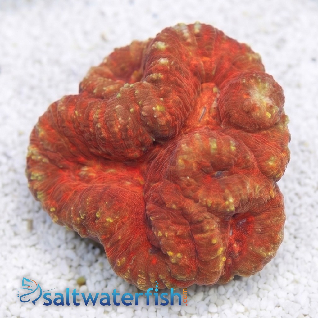 Lobophyllia Brain: Red