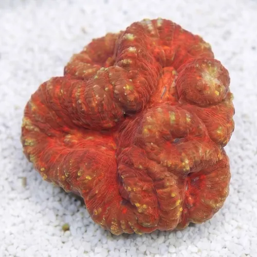 Lobophyllia Brain: Red