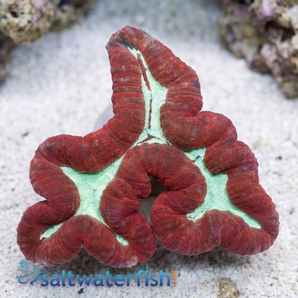Lobophyllia Brain Coral: Red w/ Green