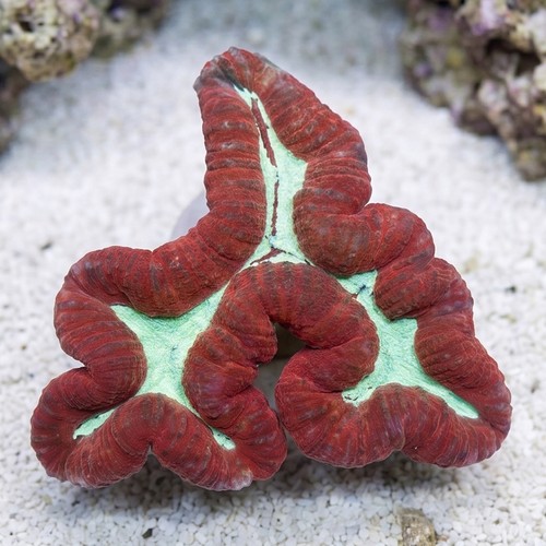Lobophyllia Brain Coral: Red w/ Green