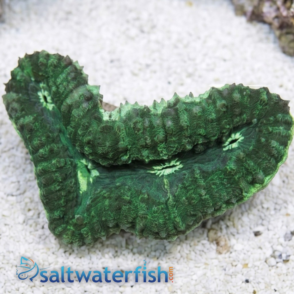 Lobophyllia Brain Coral: Green