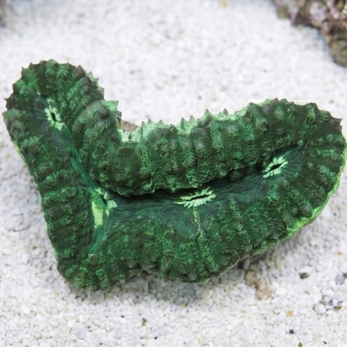 Lobophyllia Brain Coral: Green