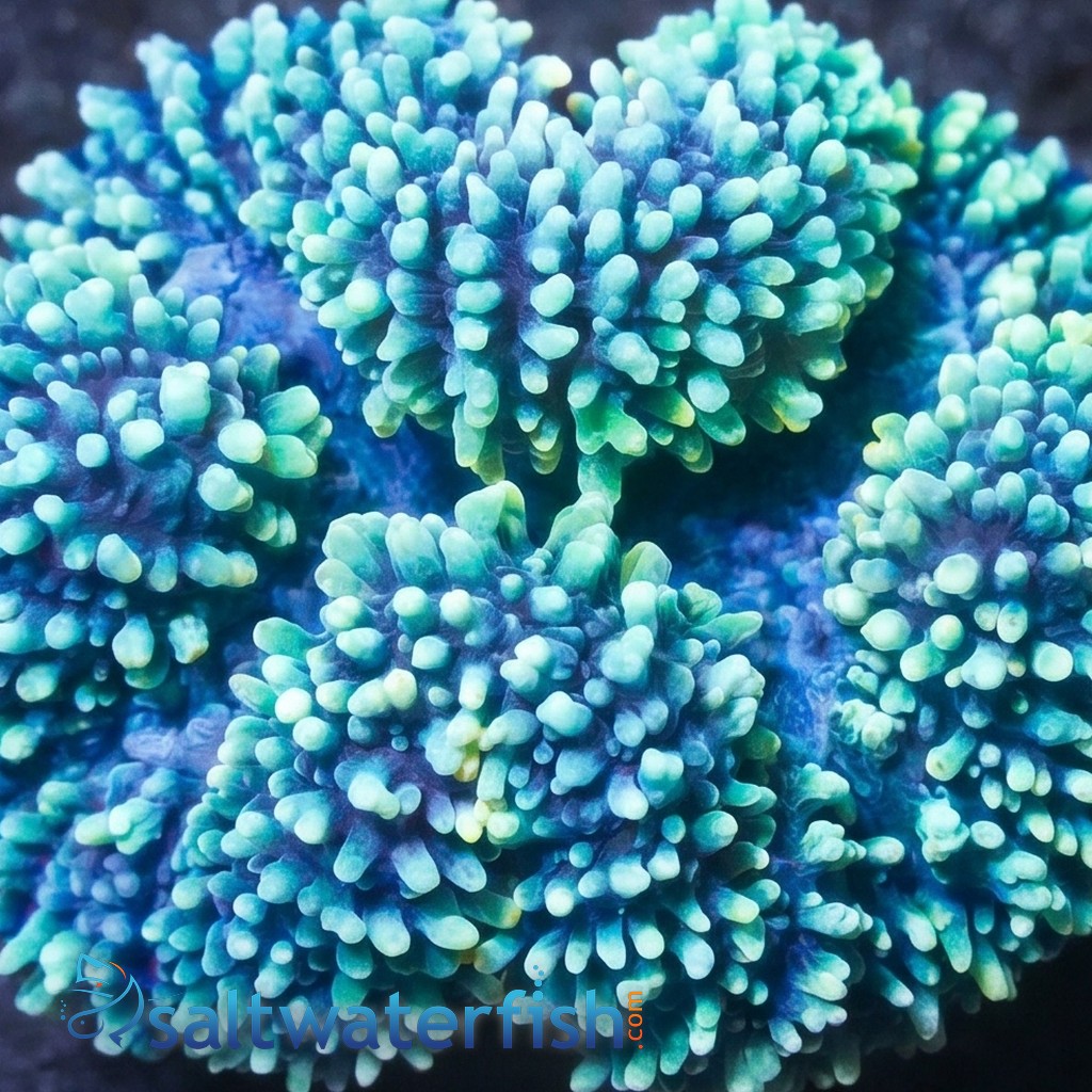 Lobophyllia Brain Coral: Colored