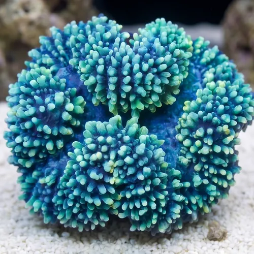 Lobophyllia Brain Coral: Colored