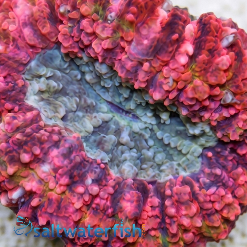 Lobophyllia Brain Coral: Metallic Red w/ Green Center